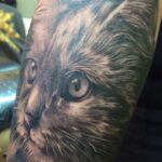 Katzen Portrait